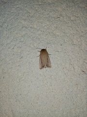 Sesamia nonagrioides