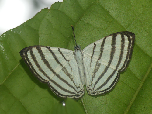 Leucochimona aequatorialis