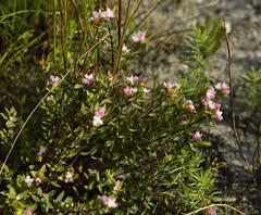 Lachnaea burchellii
