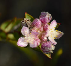 Lachnaea burchellii