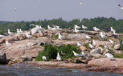 Larus argentatus smithsonianus