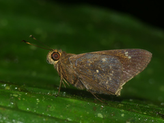 Naevolus orius