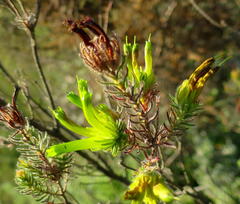 Erica viridiflora viridiflora