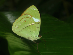 Nessaea aglaura