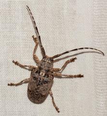 Crossotus stypticus
