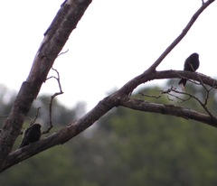 Psalidoprocne pristoptera