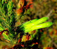 Erica viridiflora viridiflora
