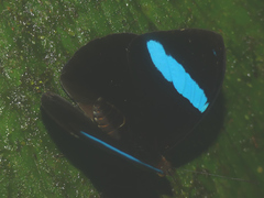 Nessaea aglaura