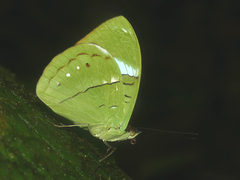 Nessaea aglaura
