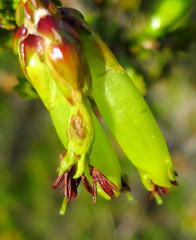 Erica viridiflora viridiflora