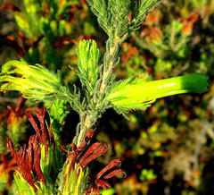 Erica viridiflora viridiflora