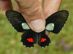 Parides panares