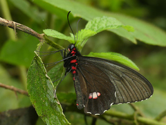 Parides panares
