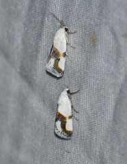 Ponometia dorneri