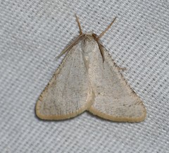 Taeniogramma mendicata