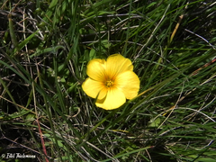 Oxalis perdicaria