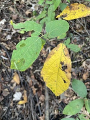 Lindera melissifolia