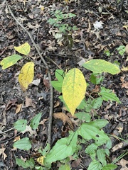Lindera melissifolia