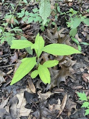 Lindera melissifolia