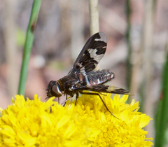 Exoprosopa dorcadion