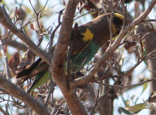 Meyerpapegaai (Poicephalus meyeri)