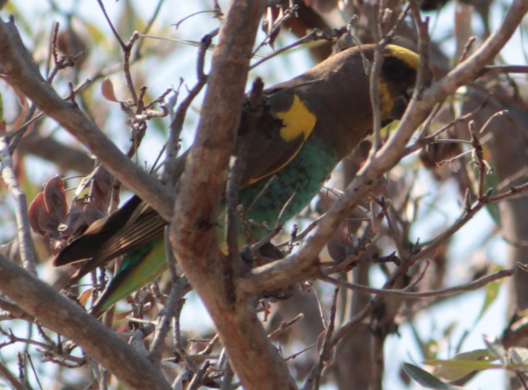 Meyer's Parrot illustration