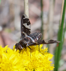 Exoprosopa dorcadion