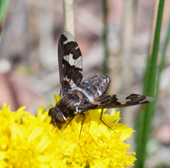 Exoprosopa dorcadion