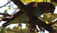 Poicephalus meyeri transvaalensis