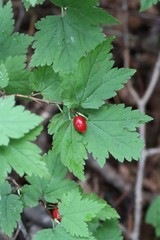Ribes maximoviczianum