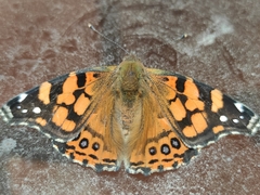 Vanessa annabella
