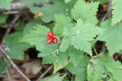 Ribes maximoviczianum