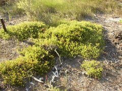 Diastella proteoides