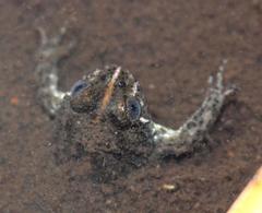 Poyntonia paludicola