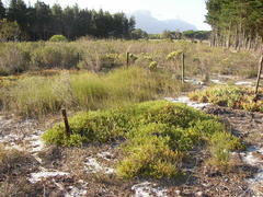 Diastella proteoides