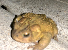 Anaxyrus americanus