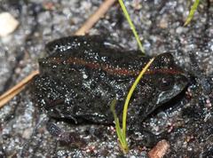 Poyntonia paludicola