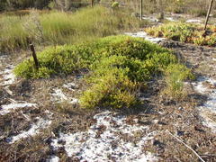 Diastella proteoides