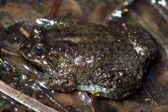 Poyntonia paludicola