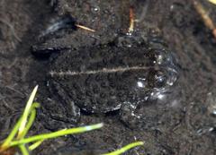 Poyntonia paludicola