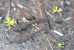 Poyntonia paludicola