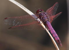 Trithemis annulata annulata