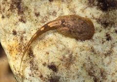 Heleophryne purcelli