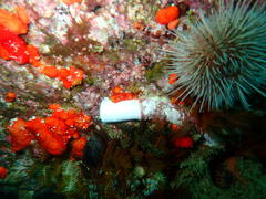 Rhyssoplax polita
