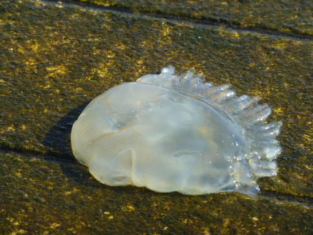 Jelly Blubber from Rio Tejo, Lisbon, Lisboa, PT on October 8, 2015 at ...