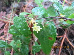 Dioscorea burchellii