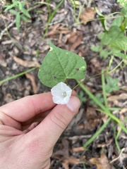 Ipomoea × leucantha