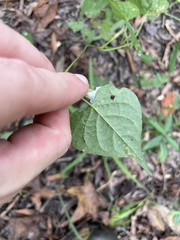Ipomoea × leucantha