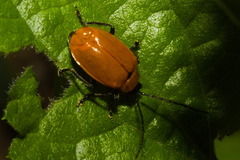 Isotes eruptiva