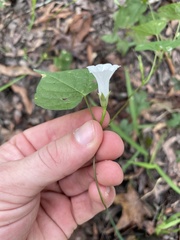 Ipomoea × leucantha